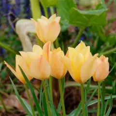 森のくまさん様 リクエスト 2点 まとめ商品