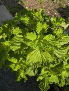 新鮮な青紫蘇 大葉 農薬なし　夏野菜のサムネイル