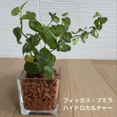 관상용 식물 피쿠스 푸밀라 하이드로컬쳐