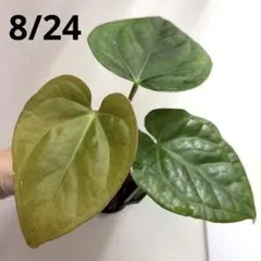 荒木植物園 AOPF.JP 産 アンスリウム ルクスリアンス×ラディカンス①