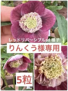 りんくう様 リクエスト 2点 まとめ商品