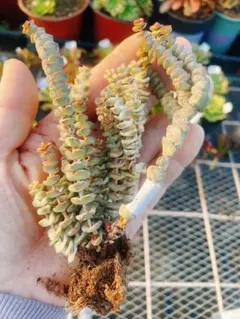 f*1様 405 エケベリア 訳あり 多肉植物