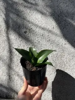 2025年最新】サンスベリアの人気アイテム - メルカリ