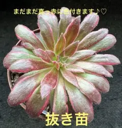 2026年最新】アエオニウム フェニックスフレイムの人気アイテム - メルカリ