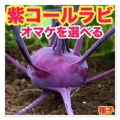 Lee様 リクエスト 2点 まとめ商品