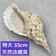 法螺貝 約37㎝ 木製歌口,新品 MH-459 - メルカリ
