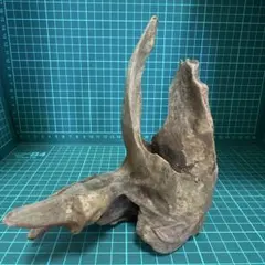 小流木 水槽用流木 アクアリウム　k532