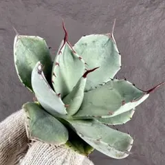 2026年最新】アガベ パリー 大株の人気アイテム - メルカリ