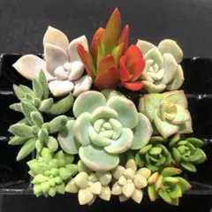 特別価格❣️ Ｆ　強い品種　カット苗✖️９種類　　寄せ植えに✨　詰め合わせ　多肉弁当