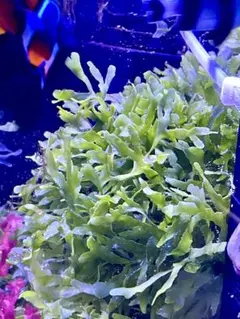 としど様 リクエスト 2点 まとめ商品