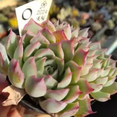 2025年最新】シムランスの人気アイテム - メルカリ