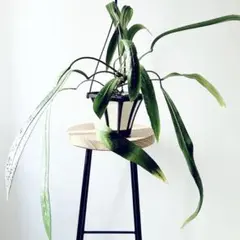 2025年最新】アンスリウムビッタリフォリウムの人気アイテム - メルカリ