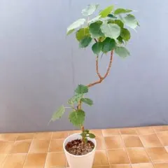 フィカス・ウンベラータ 8号 143cm S-shaped tree form - メルカリ