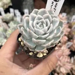 青鬼 ミックスベリア おらいさん苗 抜き苗 多肉植物 - メルカリ