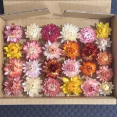 ヘリクリサム 貝細工 花材詰め合わせ 花材セット オレンジ系 ドライ