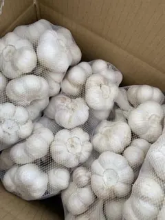 新物 令和8年度産 青森県産 福地ホワイト六片 にんにく M玉 5kg