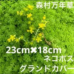 もかのすけ様 リクエスト 2点 まとめ商品