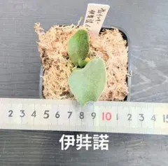 2026年最新】伊弉諾 ビカクシダの人気アイテム - メルカリ