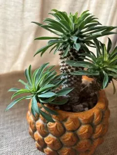 イギリスアンティーク 陶器ポット クリーム 植木鉢 小物入れ - メルカリ