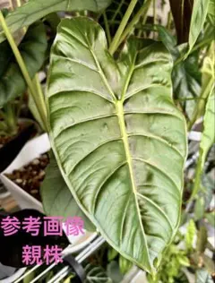 アロイドホリック(^皿^)様 リクエスト 2点 まとめ商品