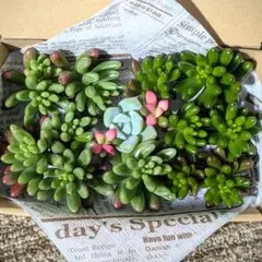 多肉弁当　虹の玉　オーロラ　 桜吹雪　こはく氷玉　カット苗