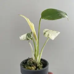 2025年最新】天津蘭の人気アイテム - メルカリ