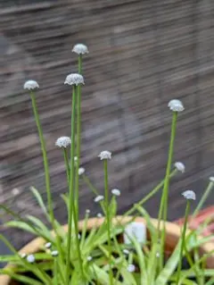 2026年最新】ホシクサの人気アイテム - メルカリ