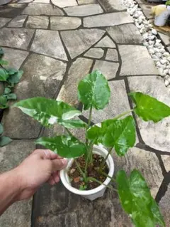 観葉植物 アロカシア クワズイモ 抜き苗 - メルカリ