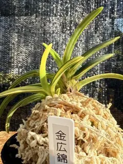 富貴蘭　風蘭　金広錦 2本立【更新】のサムネイル