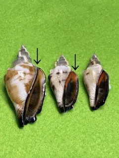 貝殻標本(沖縄の青い海の宝) ヘラサギガイ - メルカリ