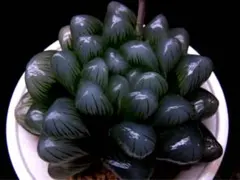 2999 紫宝玉 巨大粒　多肉植物 ハオルチア アロエのサムネイル