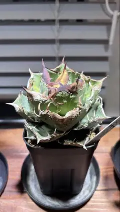 2026年最新】agave dennisの人気アイテム - メルカリ