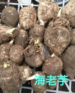 海老芋