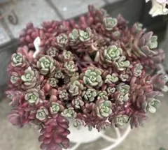 タラちゃん様 リクエスト 2点 まとめ商品