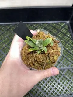 EAN様 リクエスト 2点 まとめ商品