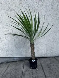 26032】ユッカ アロイフォリア 多頭マルチヘッド ブランチ - メルカリ