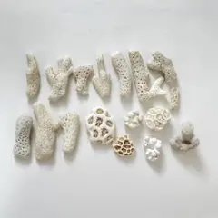サンゴ　詰め合わせ