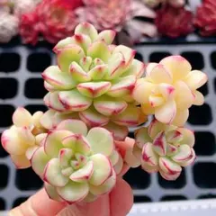 ayakon様 リクエスト 2点 まとめ商品