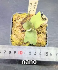 2025年最新】ウィリンキー ナノの人気アイテム - メルカリ