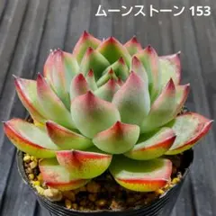 ムーンストーン 153 エケベリア 多肉植物 抜き苗