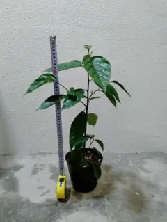 2026年最新】イランイラン 苗の人気アイテム - メルカリ