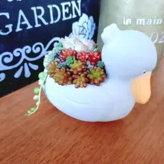 そのまま飾れるꕤ *.゜ハシビロコウ　寄せ植え　宅急便発送　多肉　アップルベリー