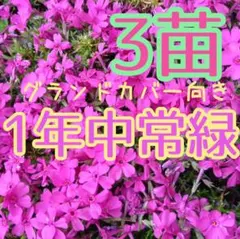 根つき＊毎年人気＊花後も綺麗　 芝桜　3本　抜き苗♦♦♦Cのサムネイル