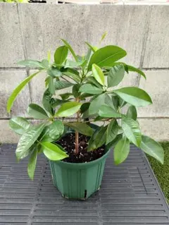 サポジラ 苗 苗木 熱帯果樹 観葉植物 - メルカリ