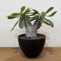 パキポディウム 特丸 ホロンベンセ 塊根植物 3号 実生 - メルカリ