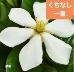 くちなし　一重　抜き苗のサムネイル