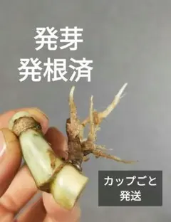 【E11】斑入りモンステラ ホワイトタイガー 発根＆発根済 カップごと発送のサムネイル
