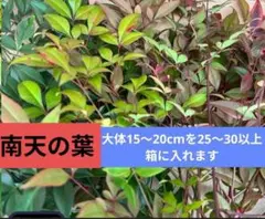 南天の葉 　いろいろな色 　25〜30本　リース　あしらい　花材