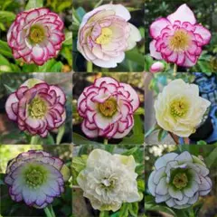 ちゅーきち様 リクエスト 2点 まとめ商品