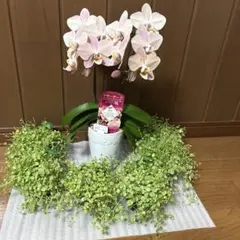 ayakaママ♡胡蝶蘭マザーチーク＆ペペロミア真亜子6個♡メルカリ便 2026年最新】マザーチーク 胡蝶蘭の人気アイテム - メルカリ